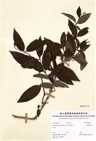 藏品(臺灣溲疏)的圖片